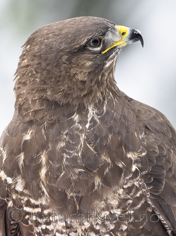 BB_20221219_0053 / Buteo buteo / Musvåk