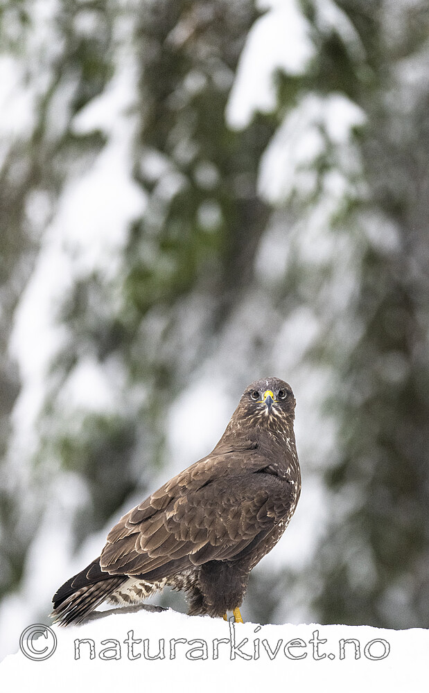 BB_20221219_0232 / Buteo buteo / Musvåk