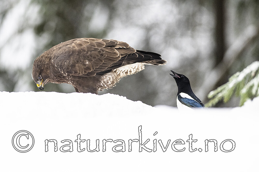 BB_20221219_0283 / Buteo buteo / Musvåk <br /> Pica pica / Skjære