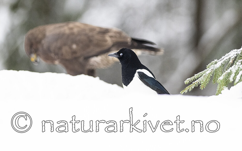 BB_20221219_0311 / Buteo buteo / Musvåk <br /> Pica pica / Skjære