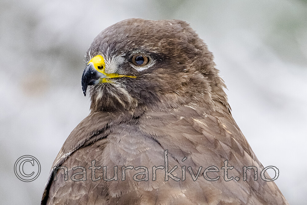 BB_20221219_0350-SharpenAI-Focus / Buteo buteo / Musvåk