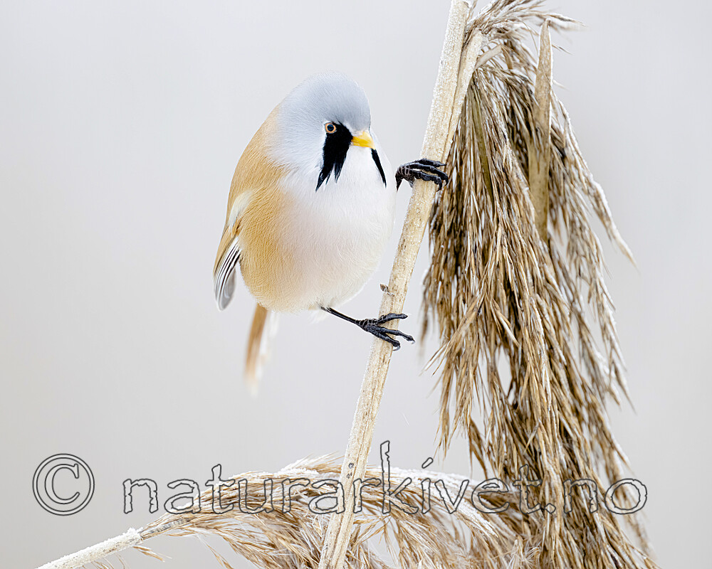 BB_20230121_1211 / Panurus biarmicus / Skjeggmeis