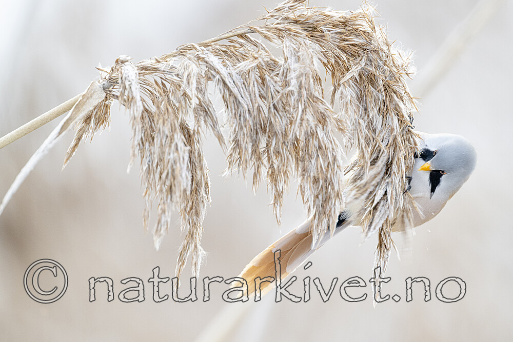 BB_20230121_2279 / Panurus biarmicus / Skjeggmeis