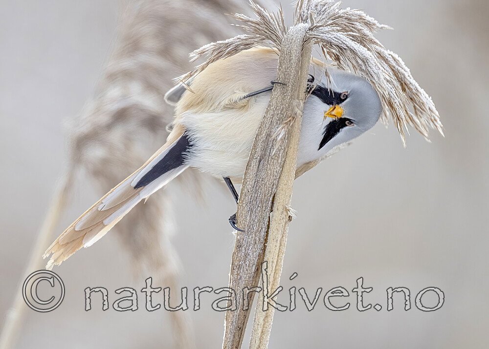 BB_20230121_2610 / Panurus biarmicus / Skjeggmeis