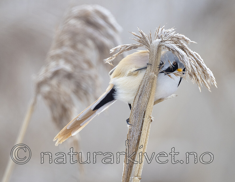 BB_20230121_2614 / Panurus biarmicus / Skjeggmeis