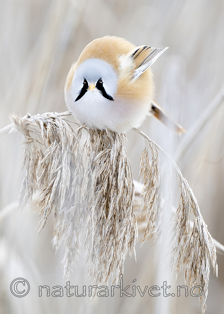 BB_20230121_3090 / Panurus biarmicus / Skjeggmeis