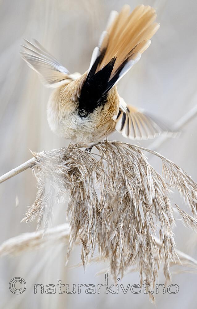 BB_20230121_3346 / Panurus biarmicus / Skjeggmeis
