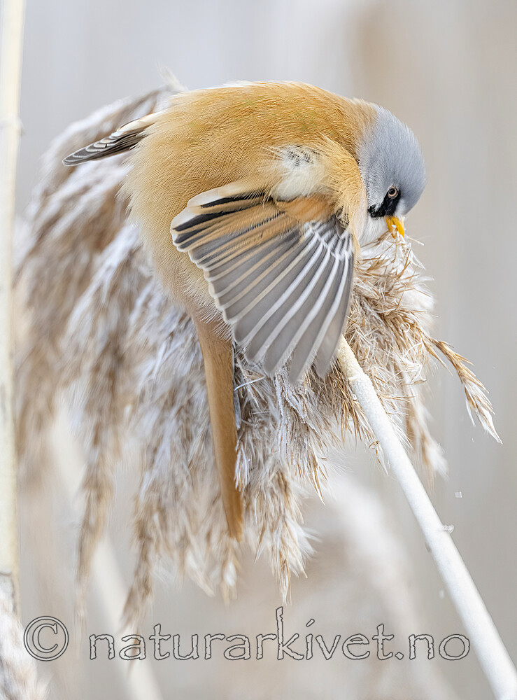 BB_20230121_3624 / Panurus biarmicus / Skjeggmeis