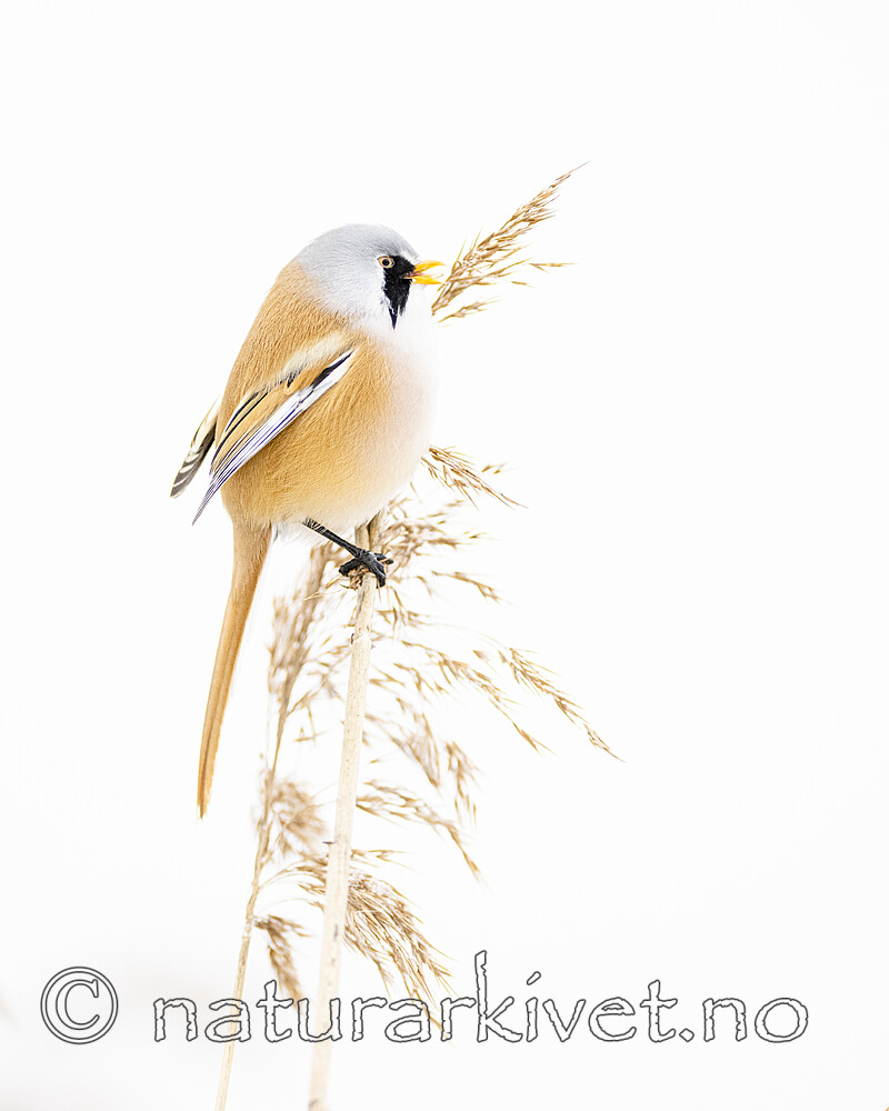 BB_20230122_0263 / Panurus biarmicus / Skjeggmeis