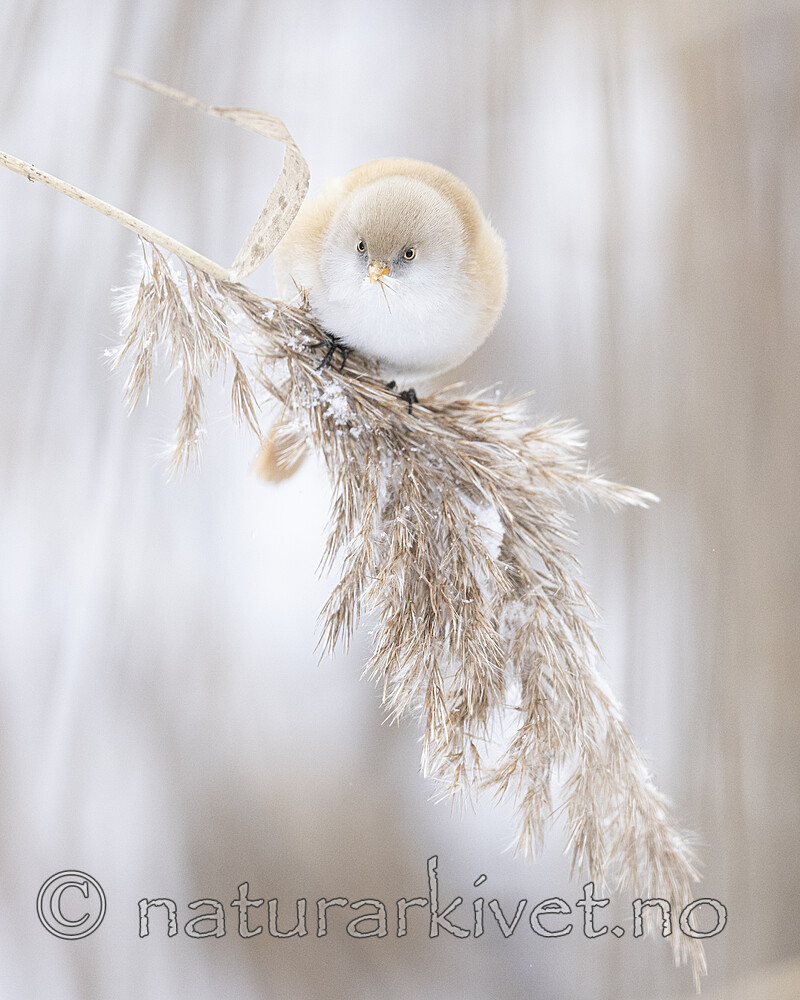 BB_20230203_0107 / Panurus biarmicus / Skjeggmeis