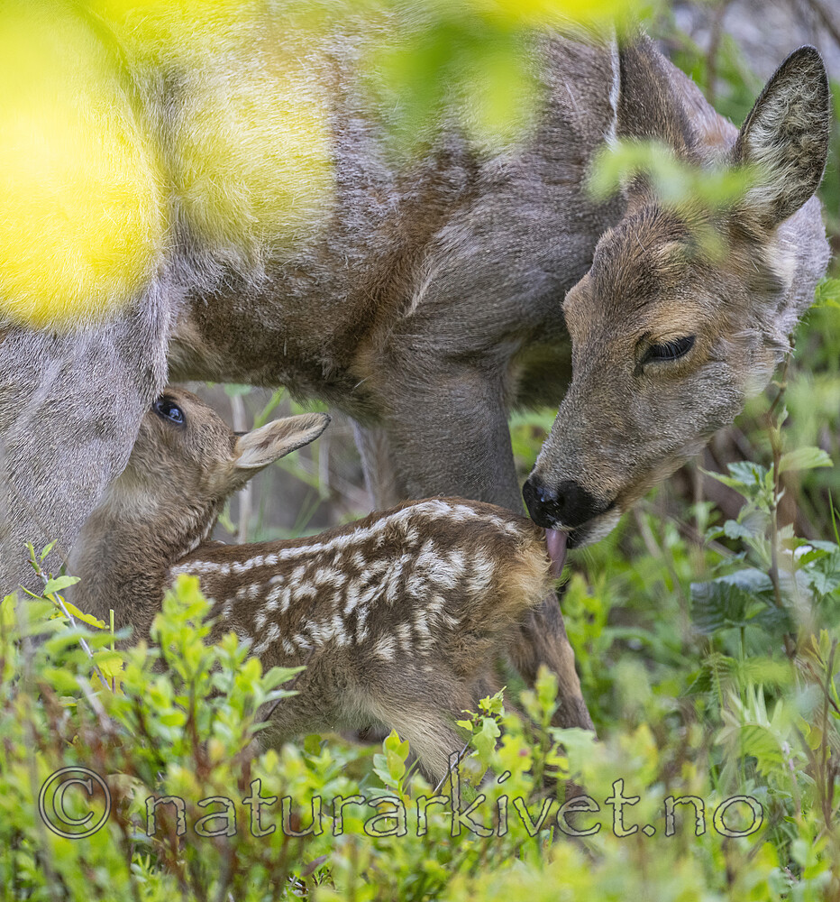 BB_20230520_0410- / Capreolus capreolus / Rådyr