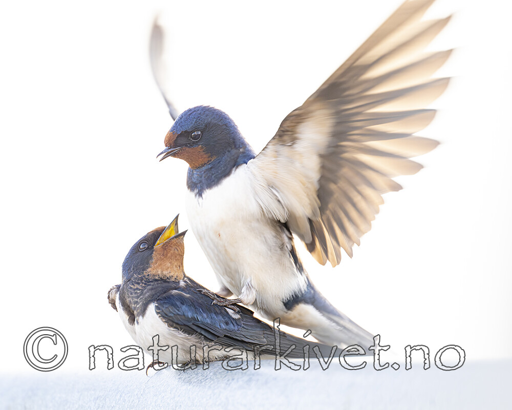BB_20230521_0136 / Hirundo rustica / Låvesvale