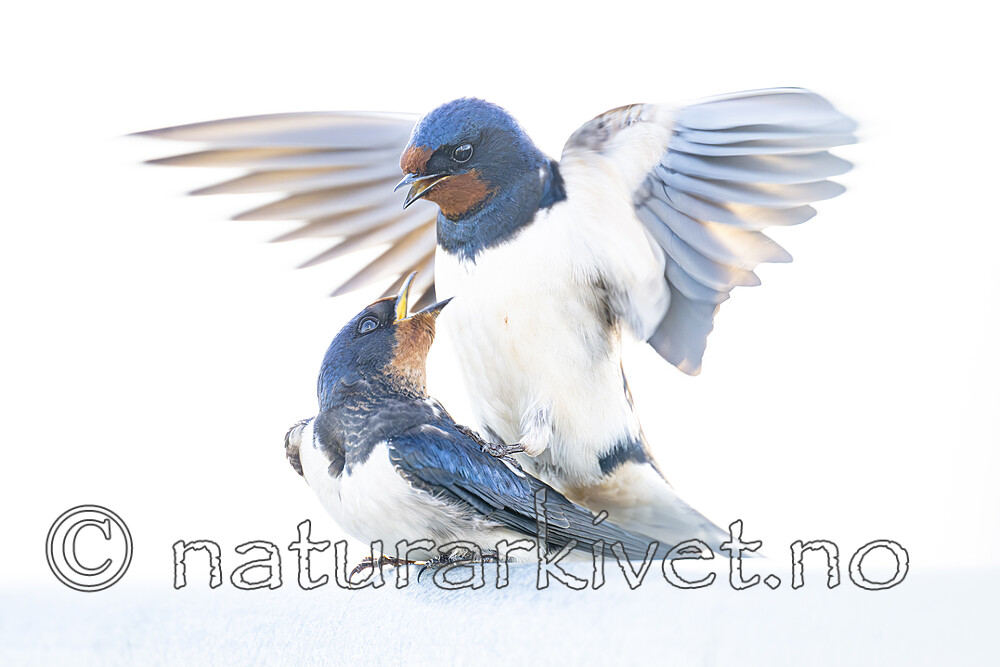 BB_20230521_0137 / Hirundo rustica / Låvesvale