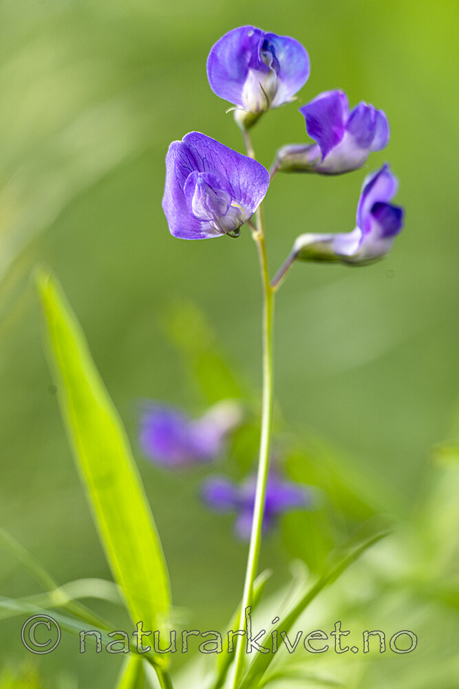 BB_20230615_0014 / Lathyrus palustris / Myrflatbelg