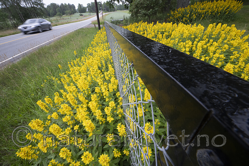 BB_20230710_0092 / Lysimachia punctata / Fagerfredløs