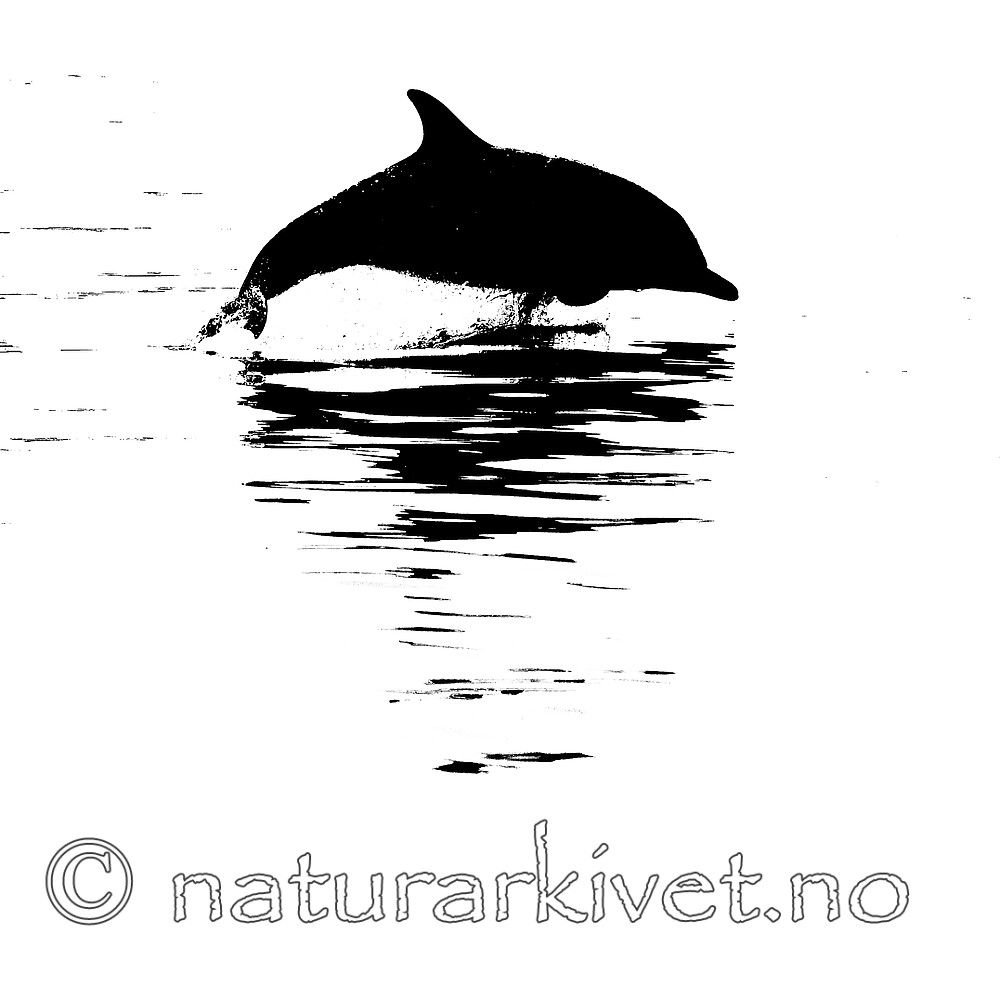 BB_20230723_0269 / Delphinus delphis / Gulflankedelfin