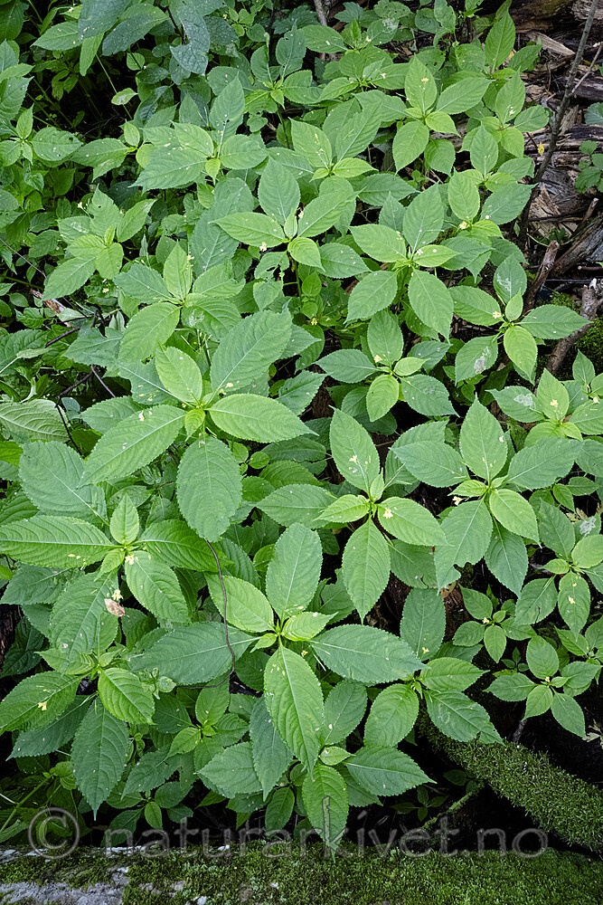 BB_20230724_0015 / Impatiens parviflora / Mongolspringfrø