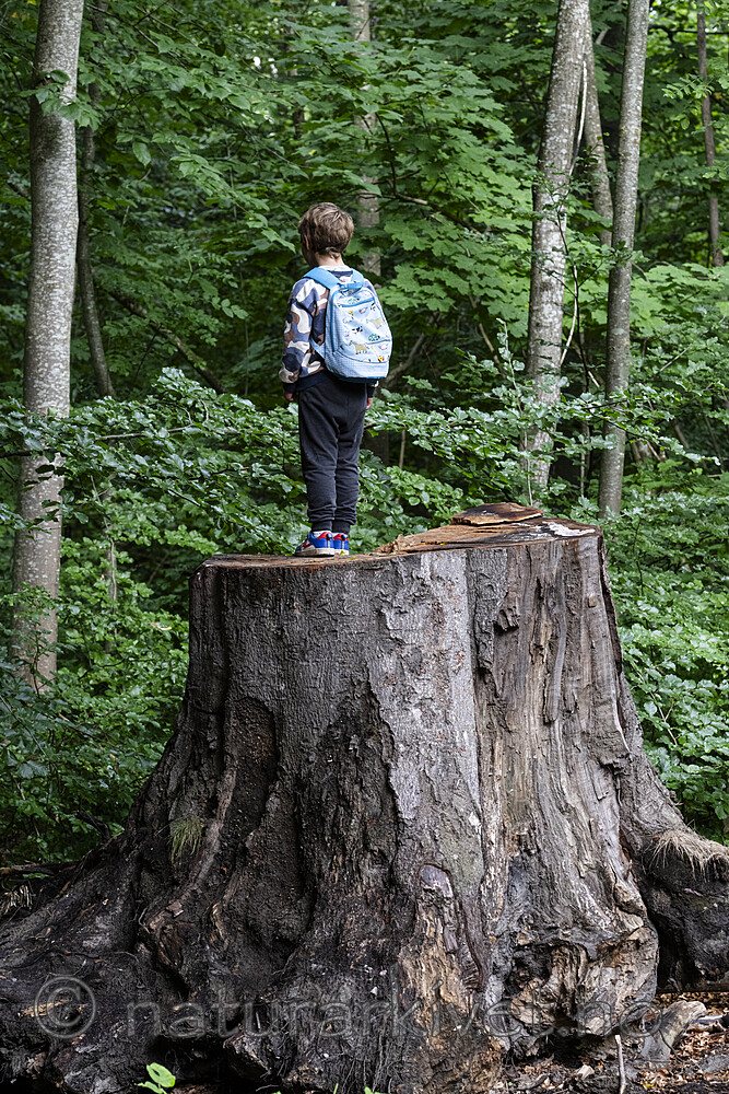 BB_20230818_0002 / Fagus sylvatica / Bøk