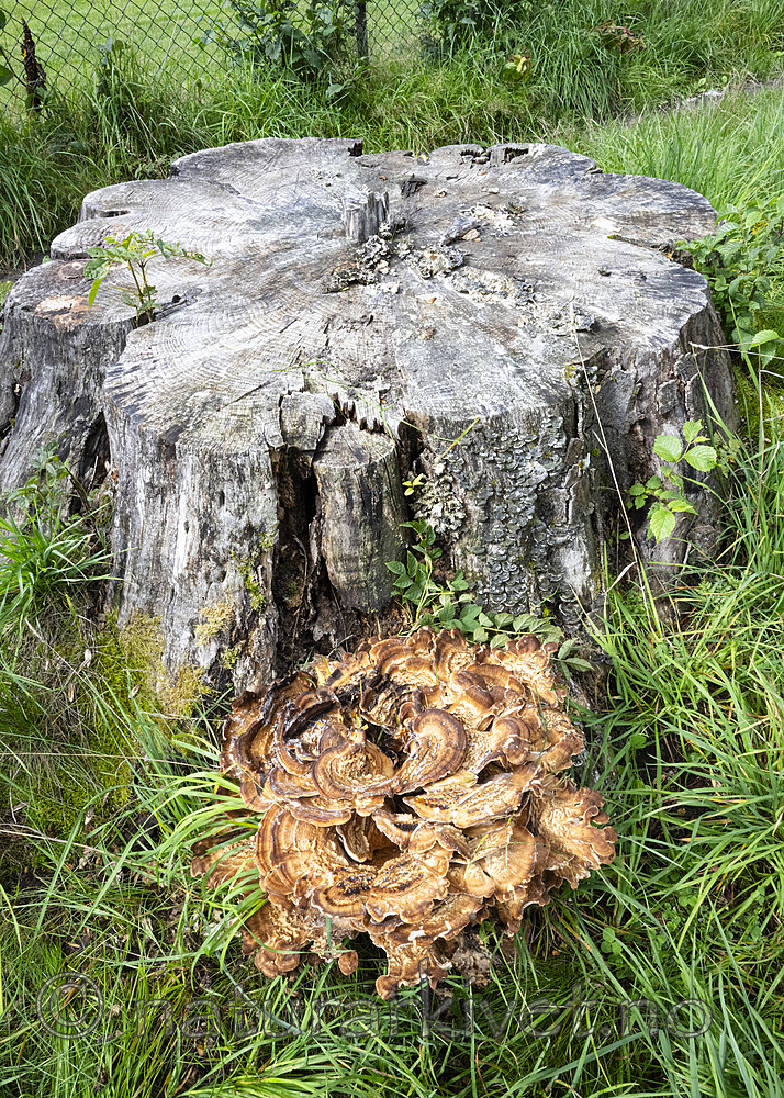 BB_20230818_0032 / Meripilus giganteus / Storkjuke