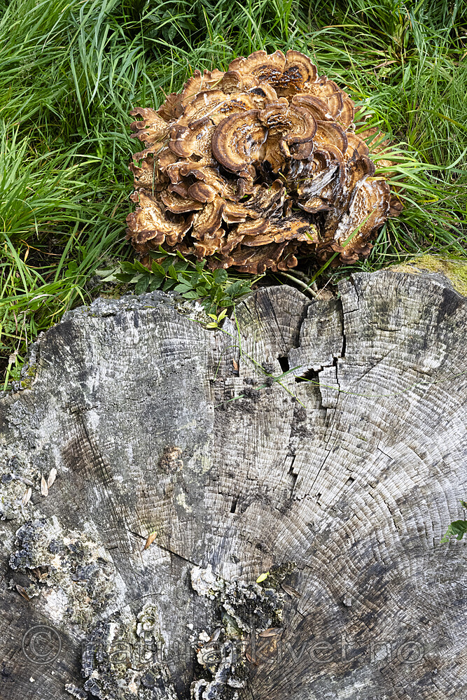 BB_20230818_0036 / Meripilus giganteus / Storkjuke