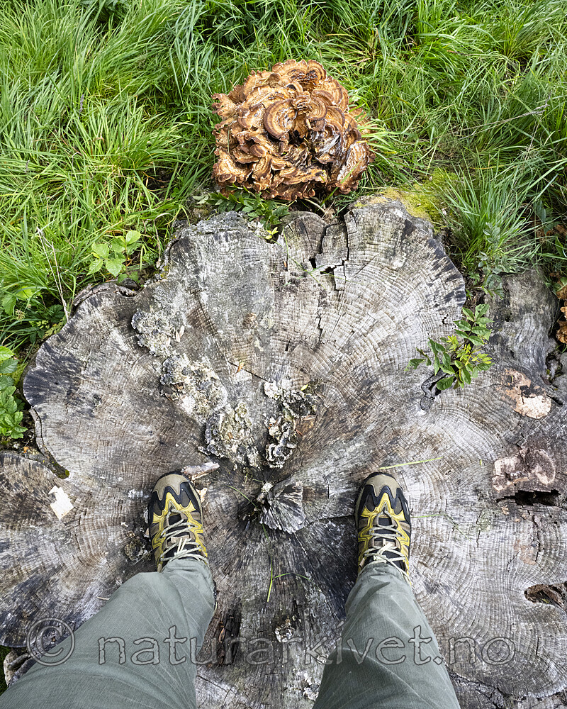 BB_20230818_0039 / Meripilus giganteus / Storkjuke