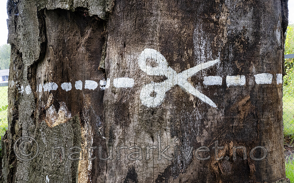 BB_20230818_0043 / Fagus sylvatica / Bøk