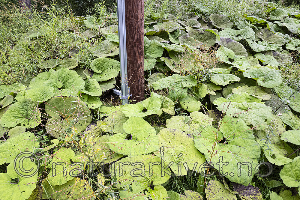 BB_20230825_0014 / Petasites hybridus / Legepestrot