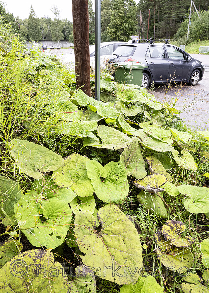 BB_20230825_0017 / Petasites hybridus / Legepestrot