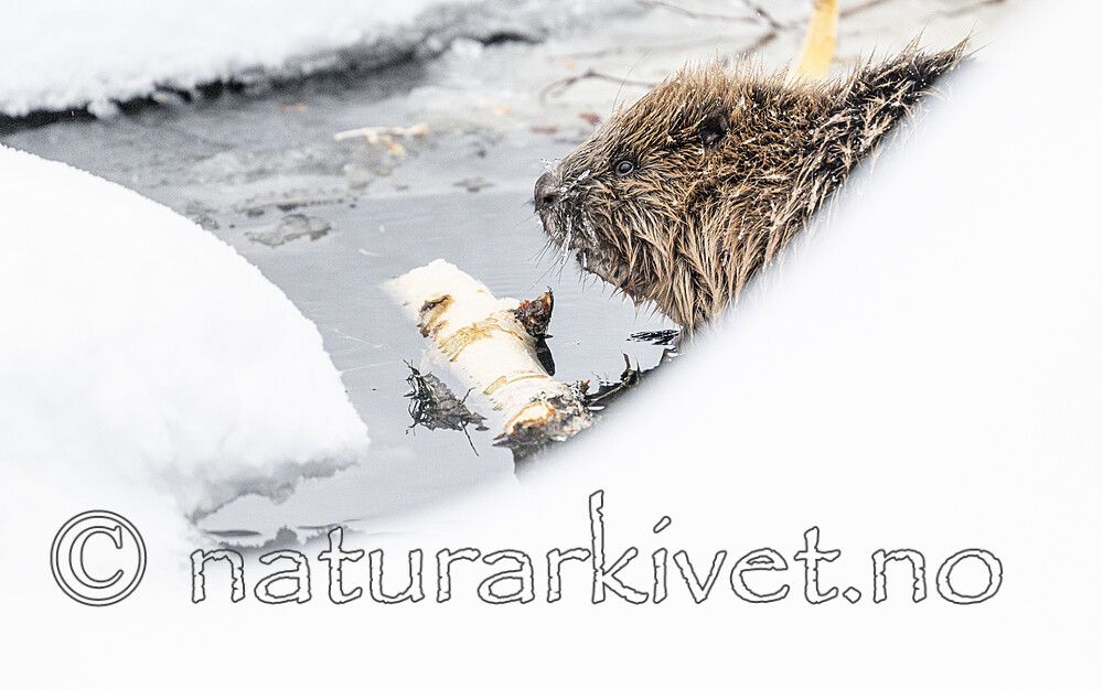 BB_20240220_0044 / Castor fiber / Bever