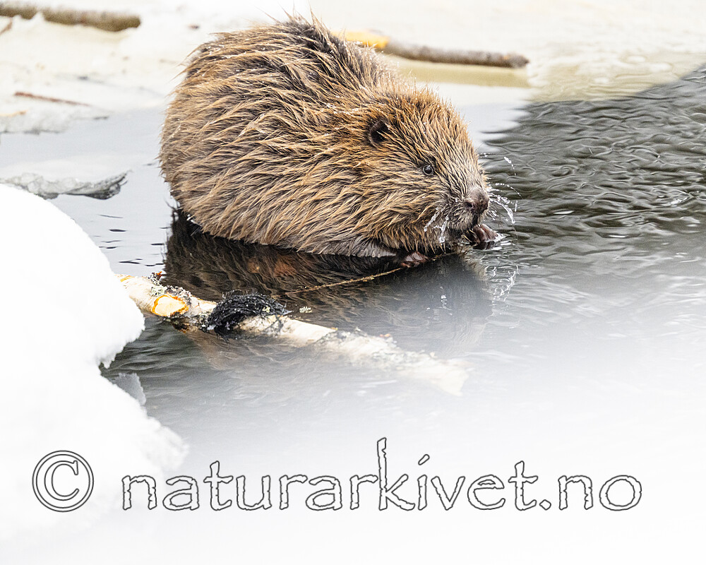 BB_20240220_0055 / Castor fiber / Bever