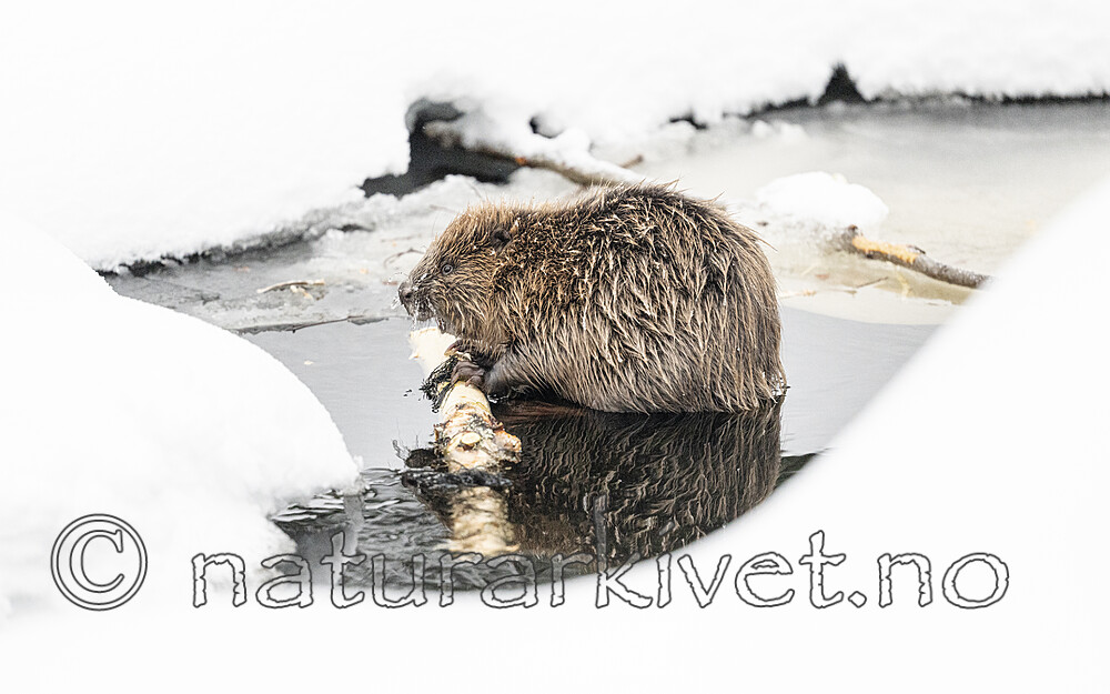 BB_20240220_0063 / Castor fiber / Bever