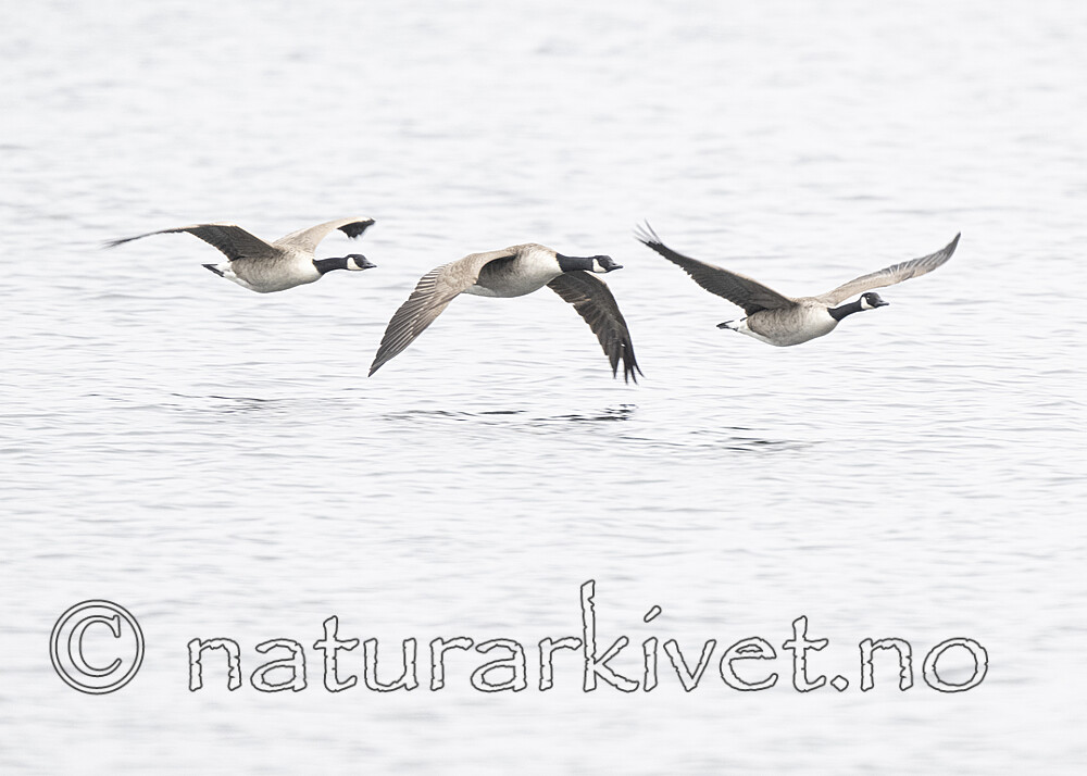 BB_20240331_0017 / Branta canadensis / Kanadagås