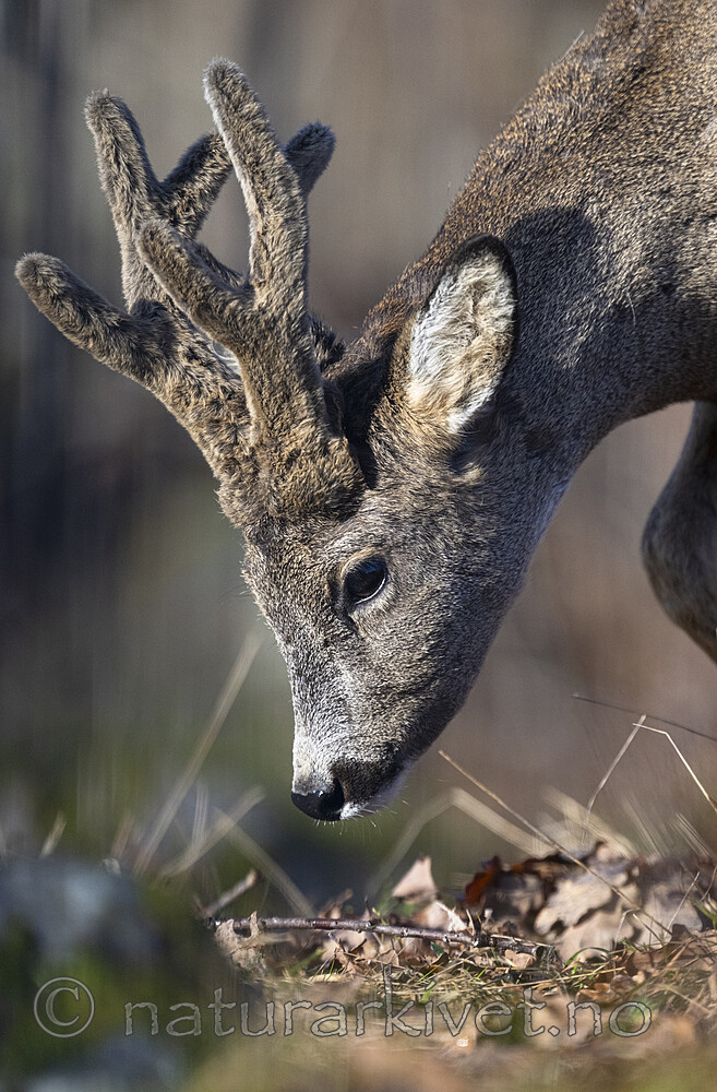 BB_20240401_0007 / Capreolus capreolus / Rådyr