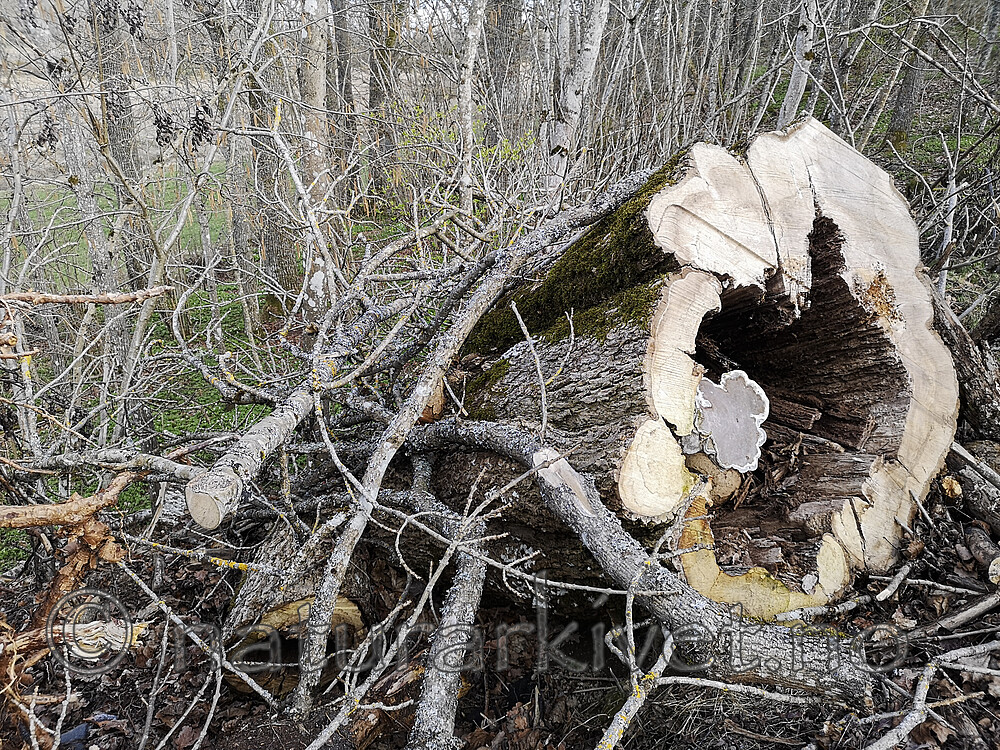 BB_20240423_0049 / Quercus robur / Sommereik