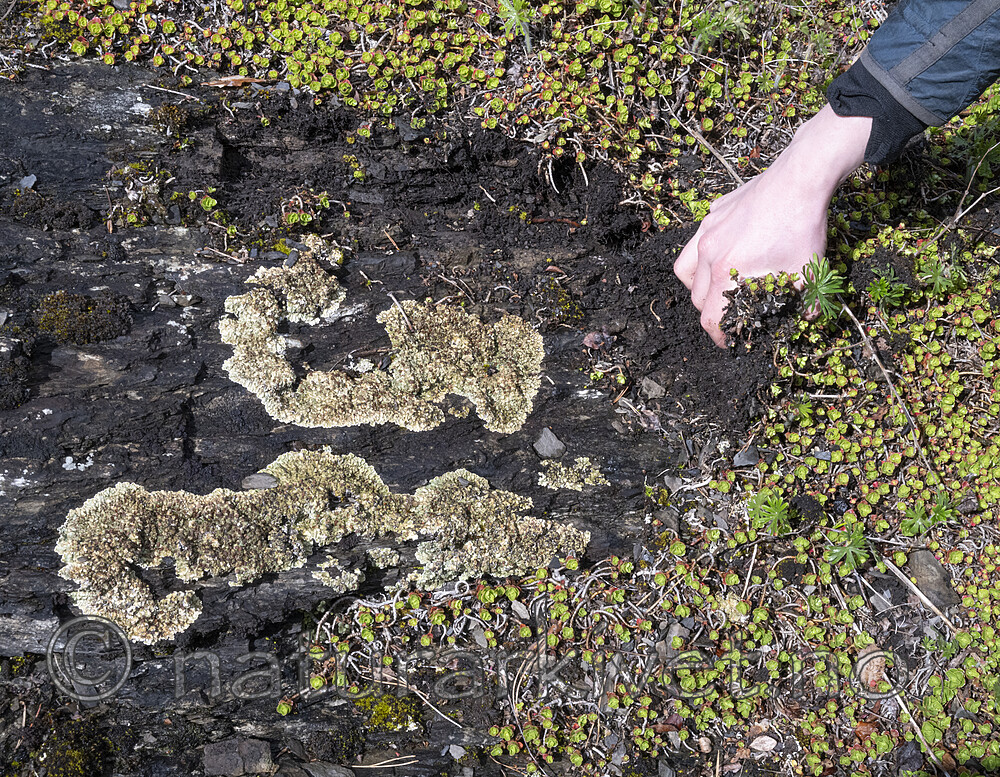 BB_20240429_0026 / Phedimus spurius / Gravbergknapp <br /> Squamarina cartilaginea