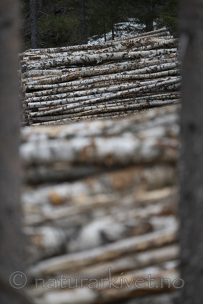 BB_20240507_0003 / Betula pubescens / Bjørk