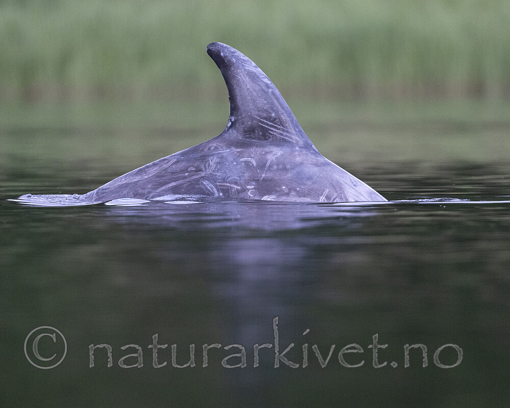 BB_20240529_0115 / Grampus griseus / Arrdelfin
