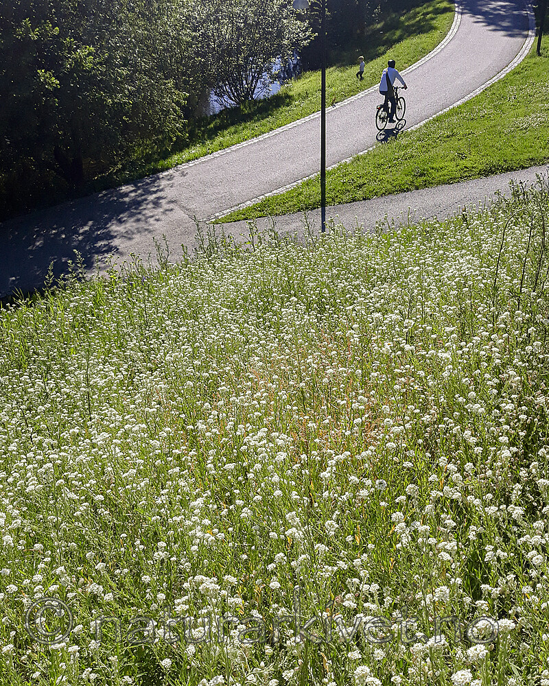 BB_20240626_0001 / Berteroa incana / Hvitdodre