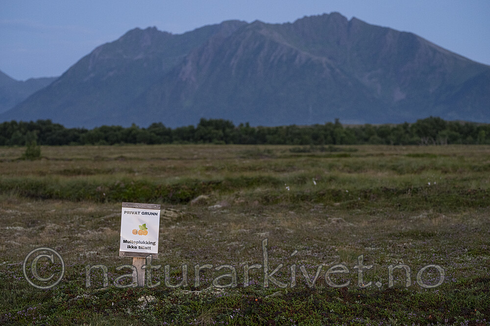 BB_20240804_0034 / Rubus chamaemorus / Molte