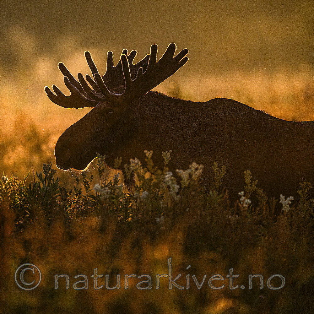 BB_20240805_0103 / Alces alces / Elg