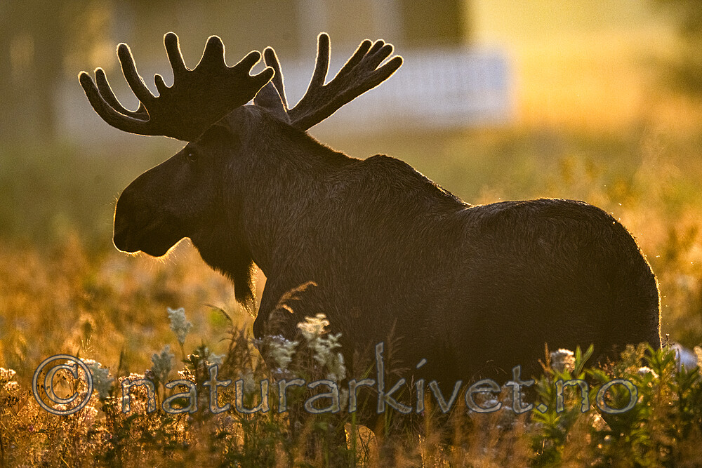 BB_20240805_0113 / Alces alces / Elg