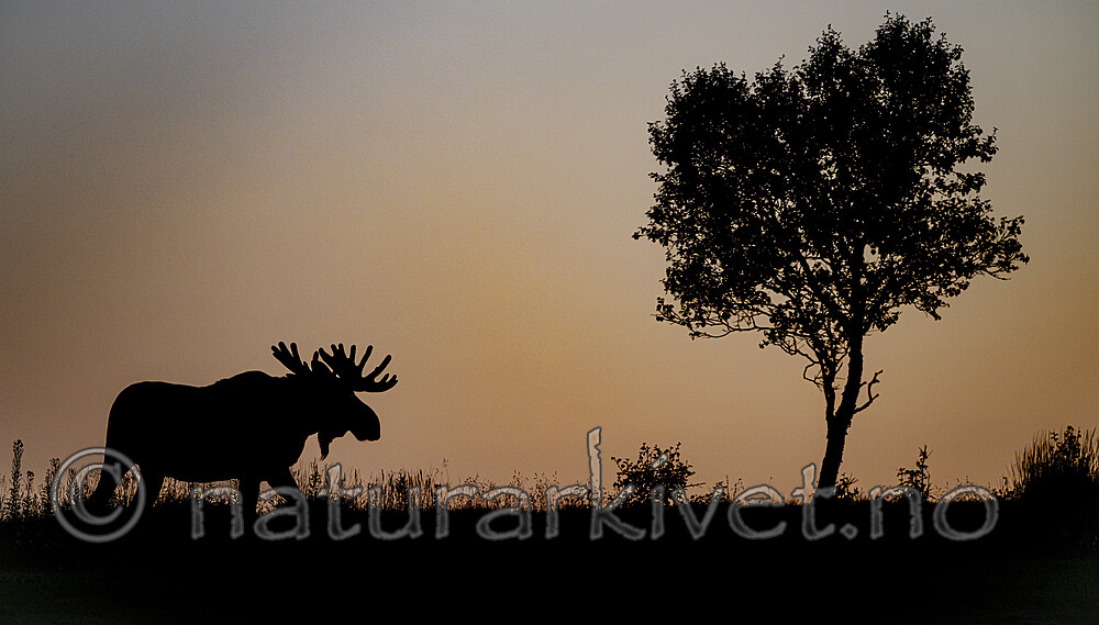 BB_20240805_0381 / Alces alces / Elg