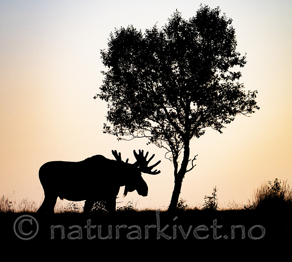 BB_20240805_0383 / Alces alces / Elg