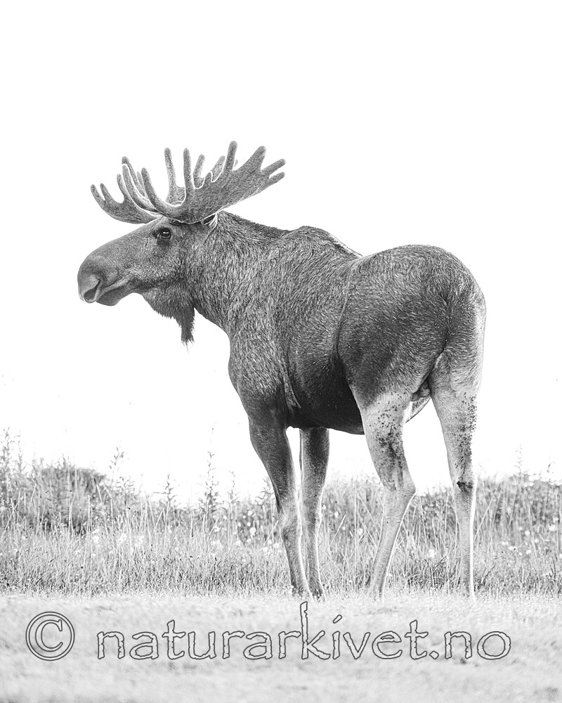 BB_20240806_0185 / Alces alces / Elg