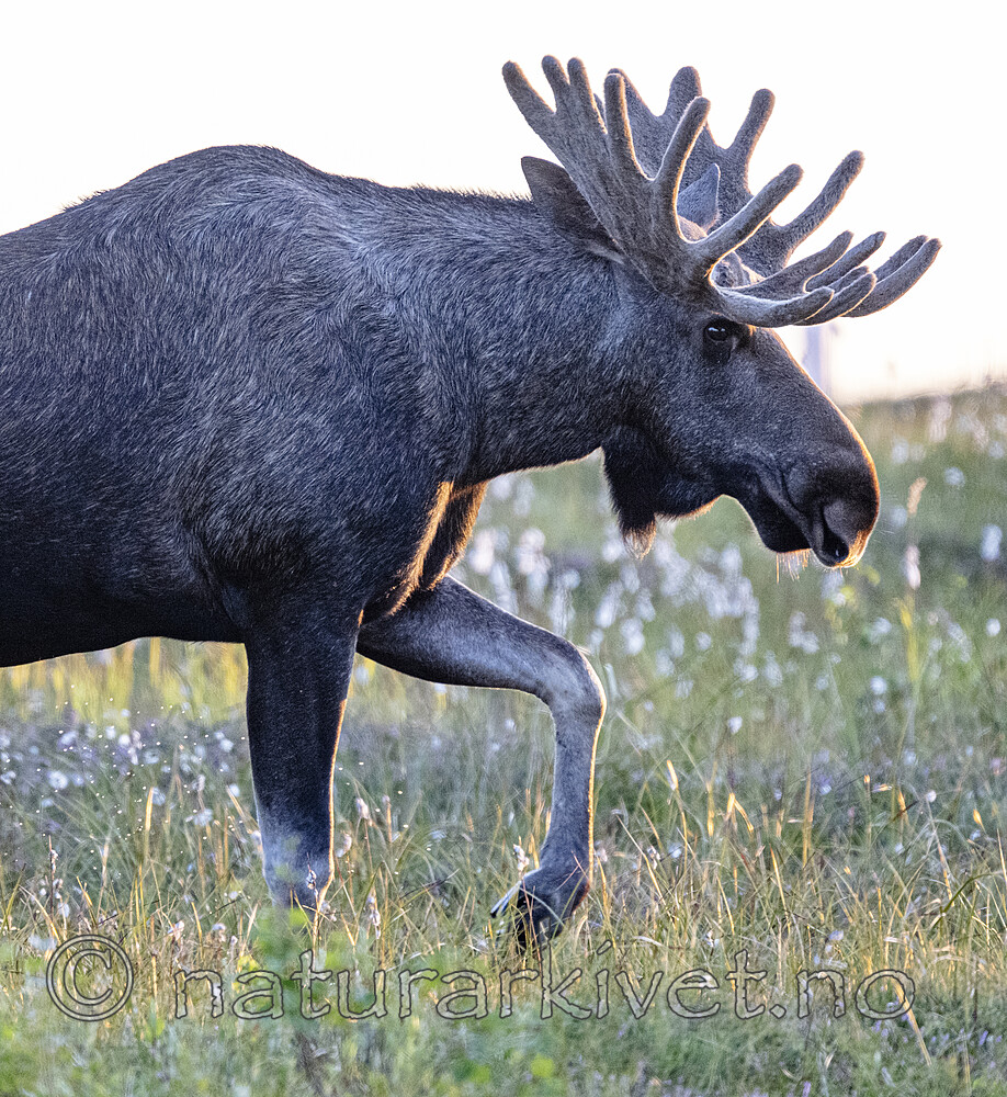 BB_20240806_0234 / Alces alces / Elg