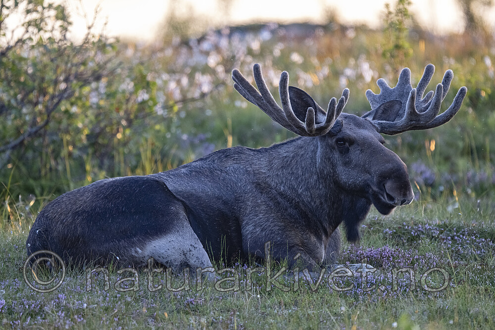 BB_20240806_0241 / Alces alces / Elg