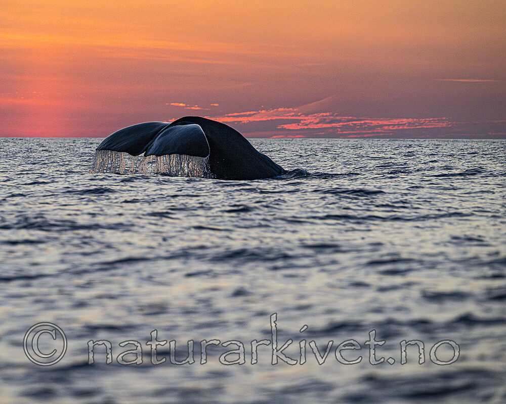 BB_20240806_0405-2 / Physeter catodon / Spermhval