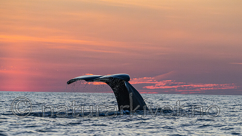 BB_20240806_0410-Forbedret-NR / Physeter catodon / Spermhval