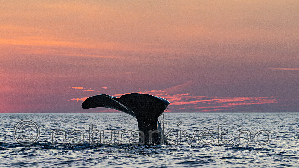 BB_20240806_0424-Forbedret-NR / Physeter catodon / Spermhval