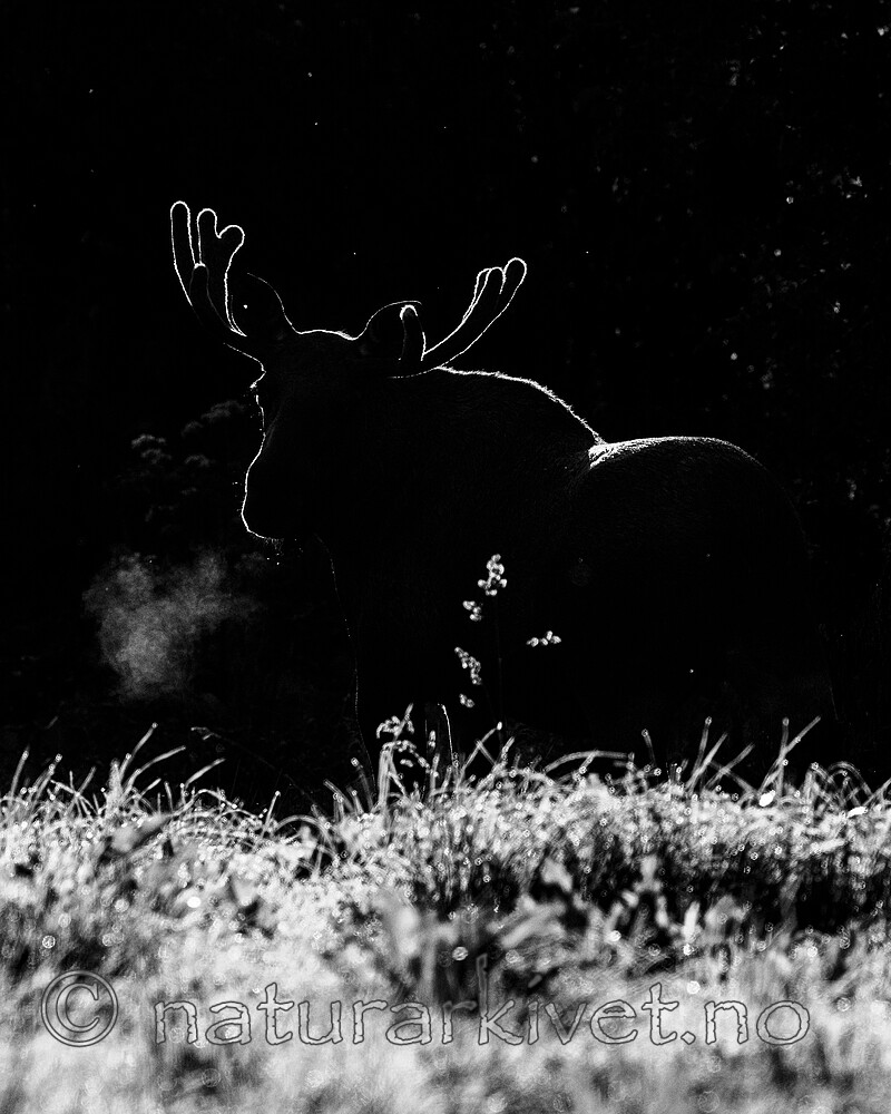 BB_20240807_0163 / Alces alces / Elg